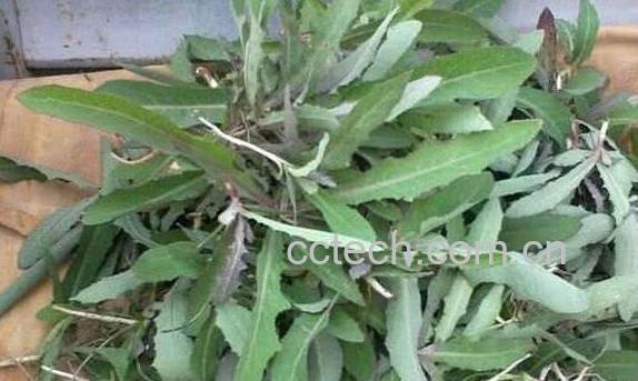 杀死癌细胞最狠的野菜-1