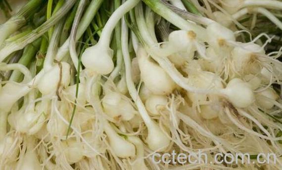 野小蒜怎么做好吃 野小蒜的做法大全家常-1