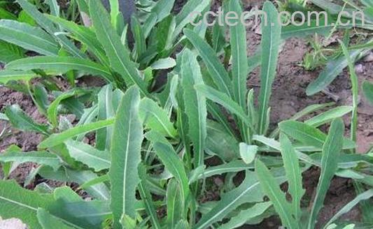 杀死癌细胞最狠的野菜-0