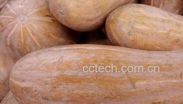 方瓜和南瓜的区别 吃方瓜的好处-0