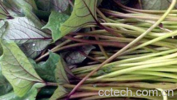 番薯藤的功效与作用-0