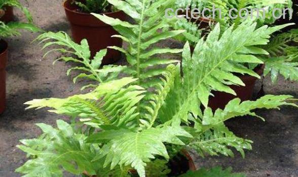 人头蕨的功效与用法-0