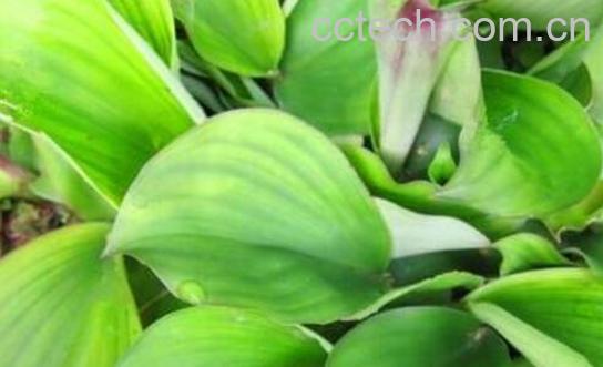 新鲜山奈叶子的功效与作用-1