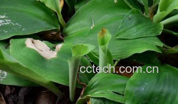 新鲜山奈叶子的功效与作用-0