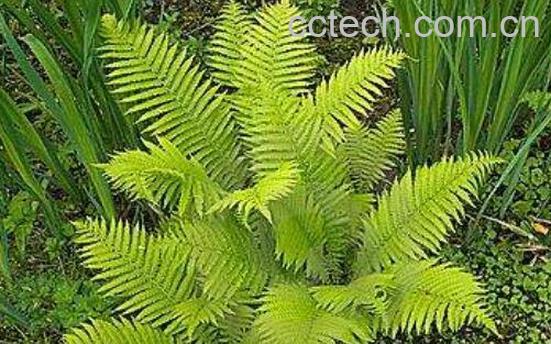 人头蕨有什么功效 人头蕨的药用价值-1