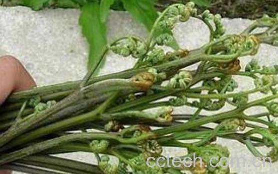 野蕨菜的功效与作用及危害-1