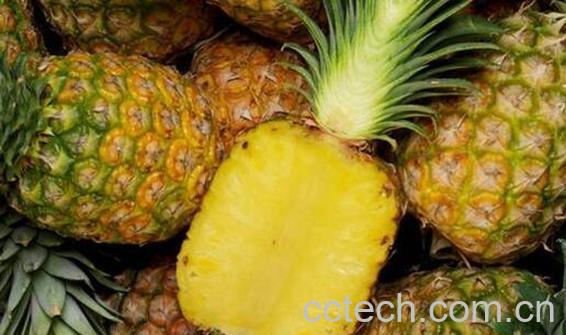 凤梨和菠萝的区别 凤梨和菠萝哪个好吃-1
