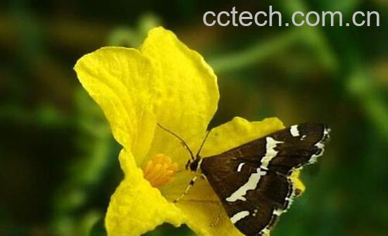 苦瓜花的功效与作用-0