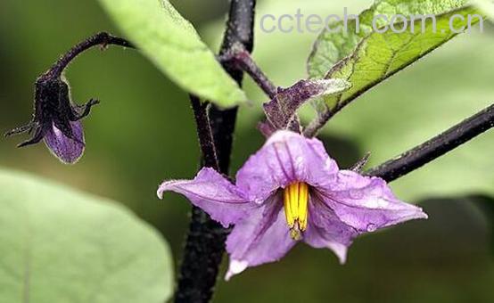 茄子花的功效与作用 茄子花的禁忌-1
