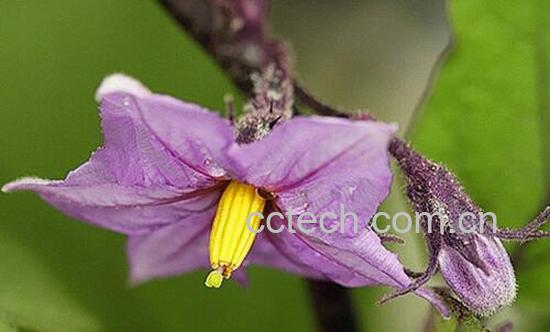 茄子花的功效与作用 茄子花的禁忌-0