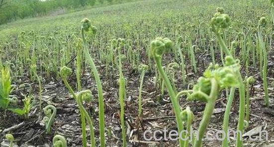 野蕨菜的功效与作用及危害-0