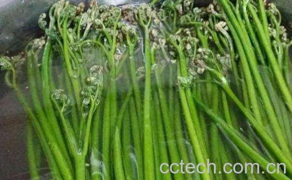 新鲜蕨菜的营养价值 新鲜蕨菜怎么处理才能吃-1