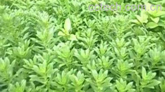 菊三七花的功效与作用-0