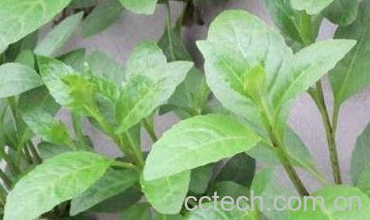 养心草泡水喝的功效与作用-0