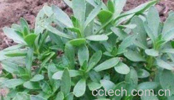 养心草的功效与作用 养心草的禁忌-1