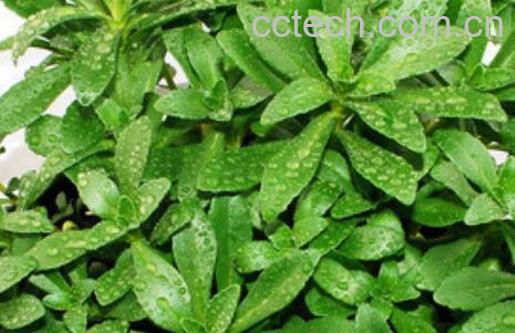 养心草泡水喝的功效与作用-1