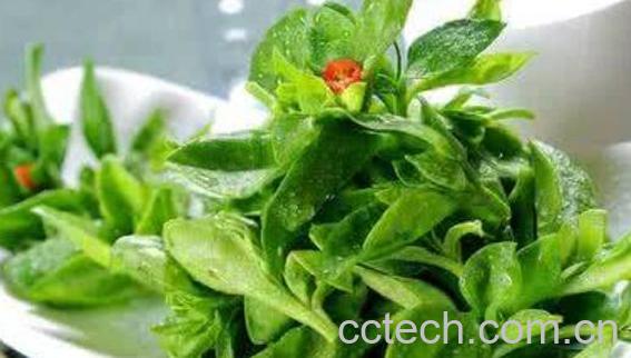 田七菜的功效与作用及禁忌-0