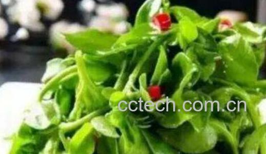 三七菜和田七菜的区别 吃三七菜的好处-1