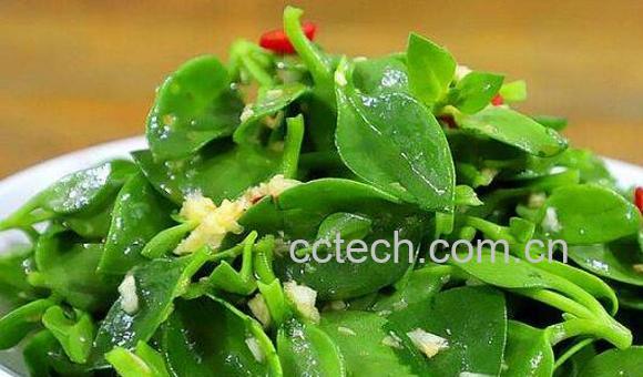 田七菜怎么吃 田七菜的正确吃法-1