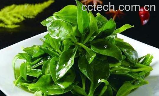 田七菜怎么吃 田七菜的正确吃法-0