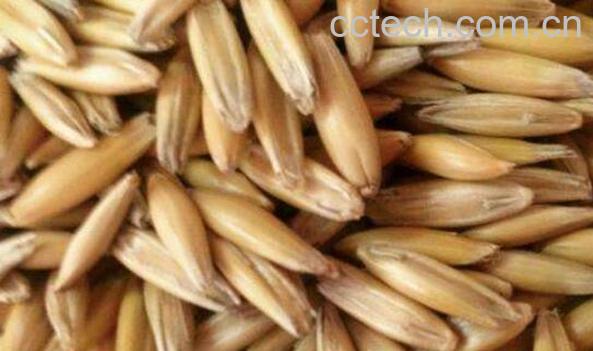 皮燕麦的功效与作用-0