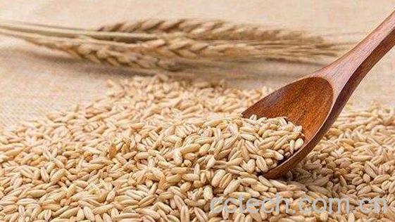 皮燕麦的功效与作用-1