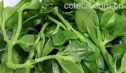 救心菜的功效与作用 救心菜的药用价值与禁忌-0