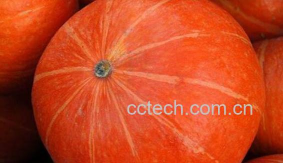 红皮南瓜和绿皮南瓜的区别 吃南瓜的好处-0