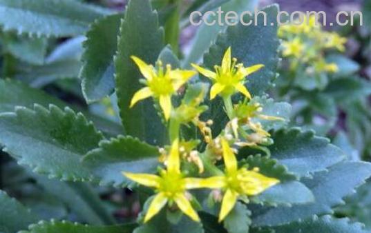 费菜的功效与作用 费菜的副作用-1