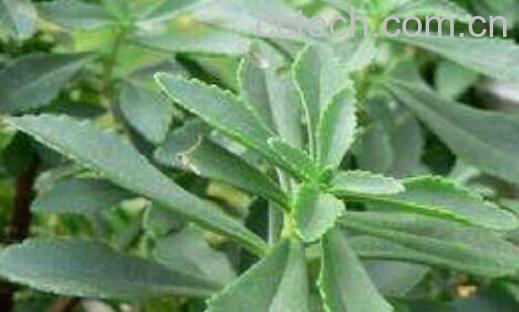 费菜的功效与作用 费菜的副作用-0