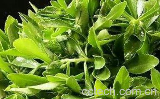 救心菜的功效与作用 救心菜的药用价值与禁忌-1