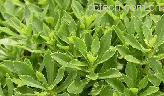 费菜泡水喝的功效与作用-1