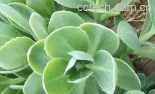 费菜怎么吃 费菜的吃法-0