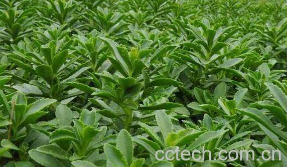 费菜泡水喝的功效与作用-0