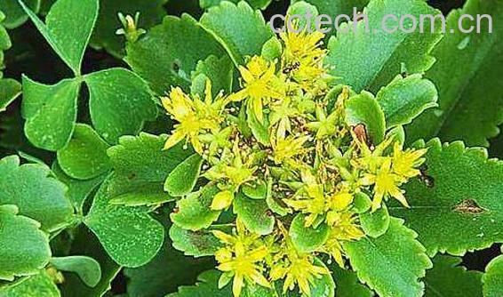 费菜怎么吃 费菜的吃法-1