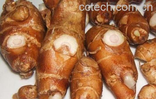 沙姜对男人有什么伤害 为什么说男怕沙姜-0