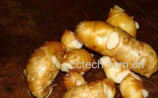 沙姜对男人有什么伤害 为什么说男怕沙姜-1