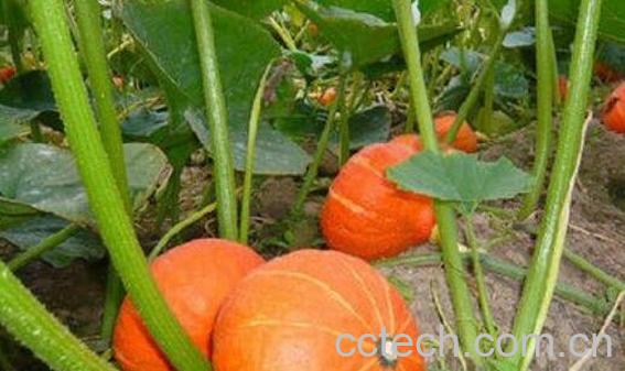 红皮南瓜怎么吃 红皮南瓜最简单的吃法-0