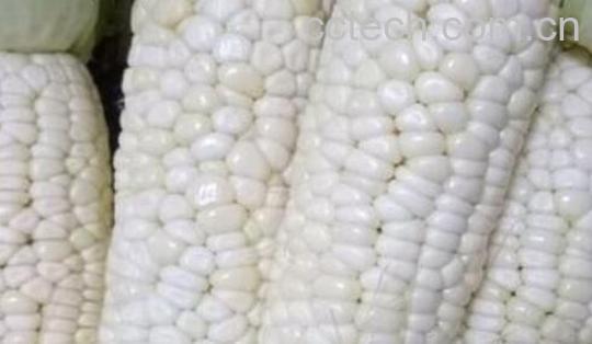 白色糯玉米的功效与作用-0