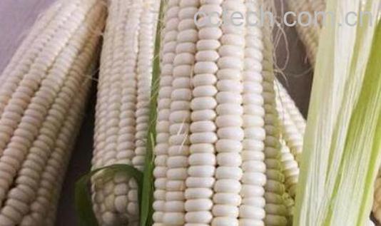 白色糯玉米的功效与作用-1