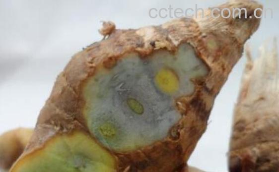 绿姜的功效与作用-0