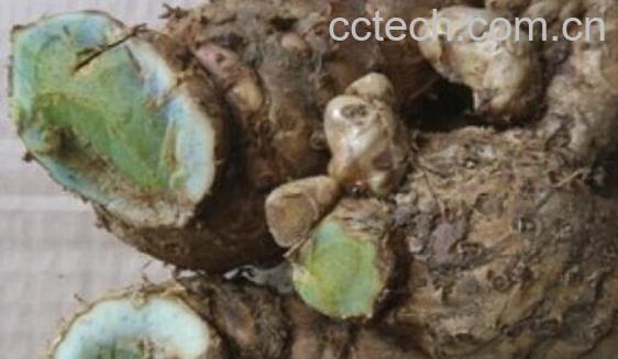 绿姜的功效与作用-1