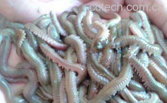 沙蚕能吃吗 沙蚕怎么吃-1