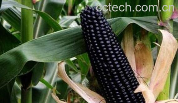 黑糯玉米的功效与作用-0