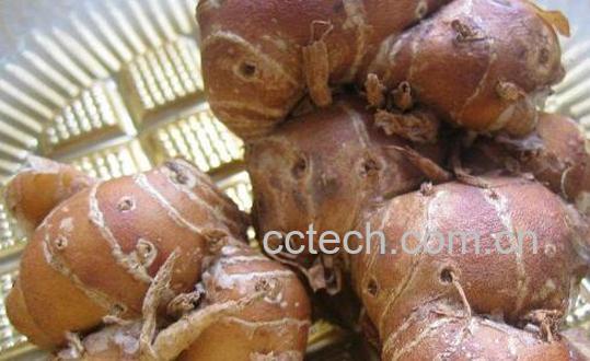 沙姜对身体健康有害吗 沙姜有什么不好-0