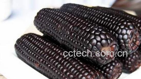 黑糯玉米的功效与作用-1