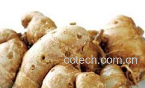 沙姜对身体健康有害吗 沙姜有什么不好-1