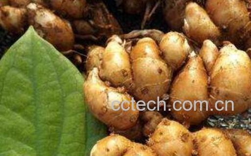 男怕沙姜女怕麝香什么意思-1