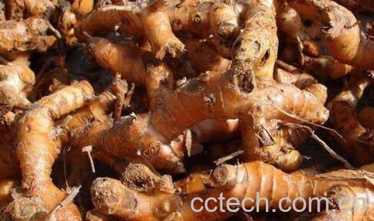 沙姜怎么清洗 沙姜如何保存才能放得久-0