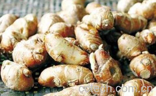 沙姜怎么清洗 沙姜如何保存才能放得久-1